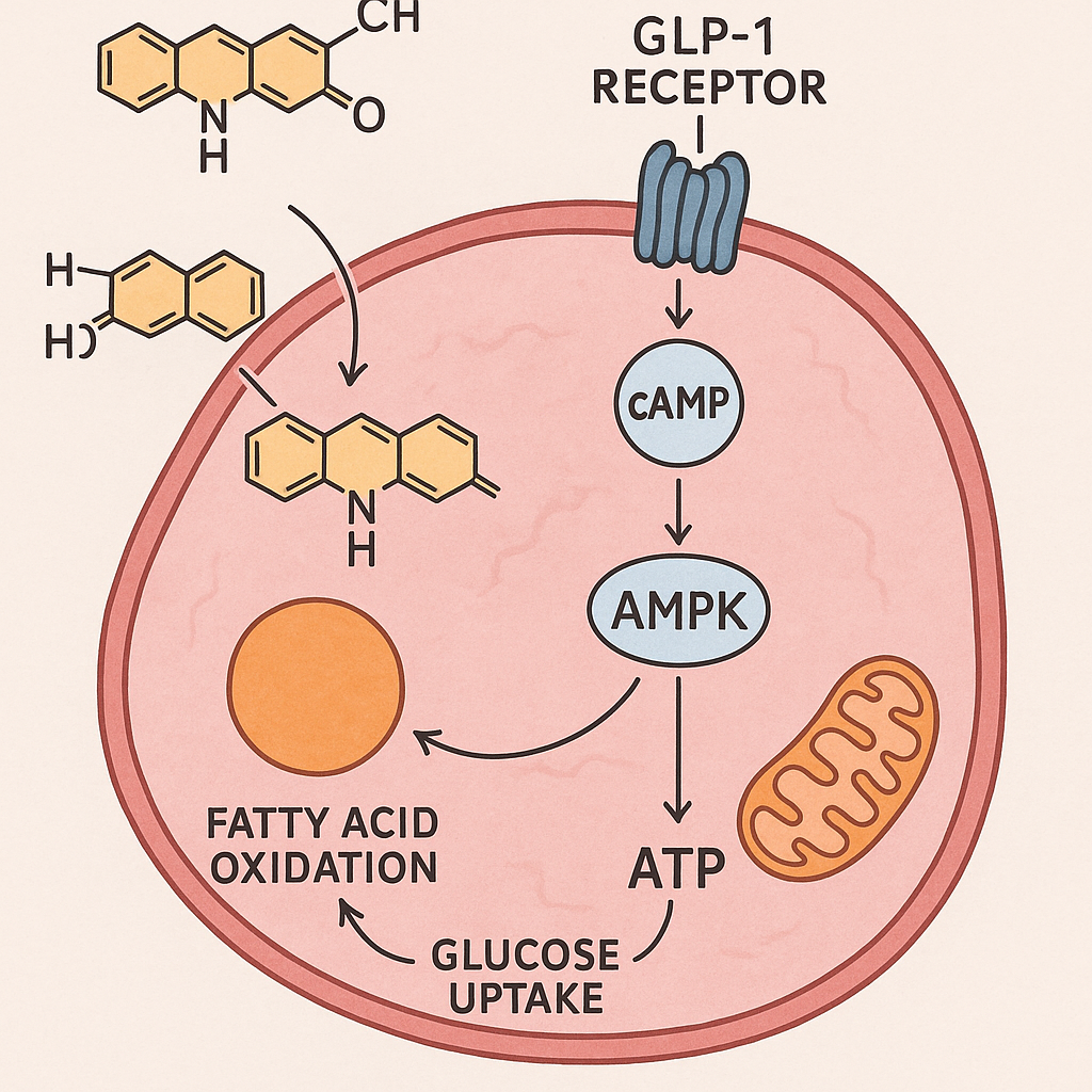 A scientific illustration showing cellular metabol